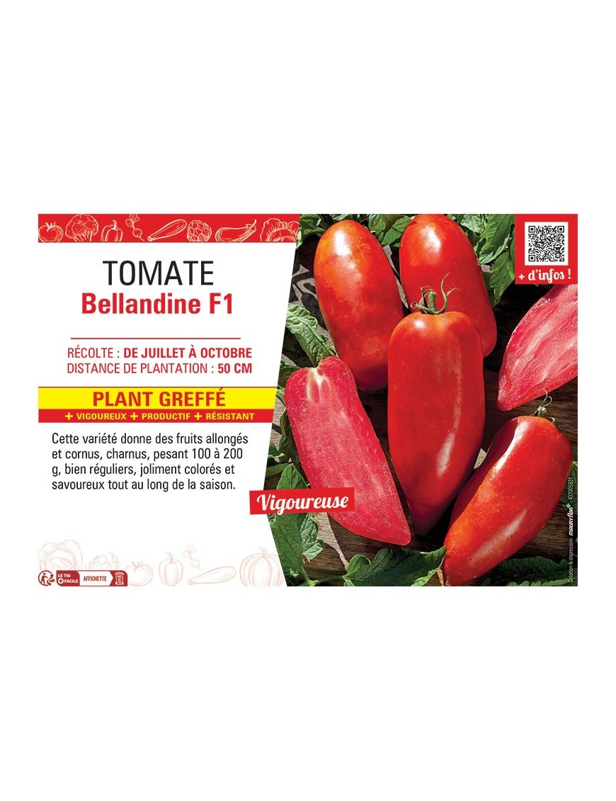 TOMATE BELLANDINE F1 Plant greffé