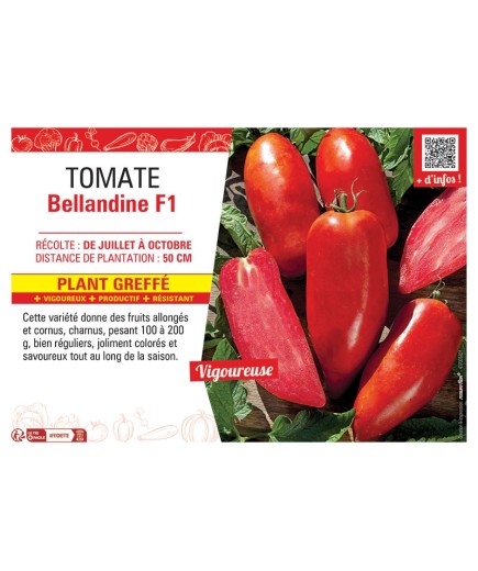TOMATE BELLANDINE F1 Plant greffé