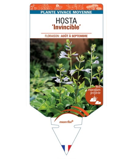 HOSTA Invincible