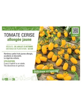 TOMATE CERISE ALLONGEE JAUNE