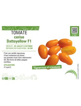 TOMATE CERISE DATTOYELLOW F1