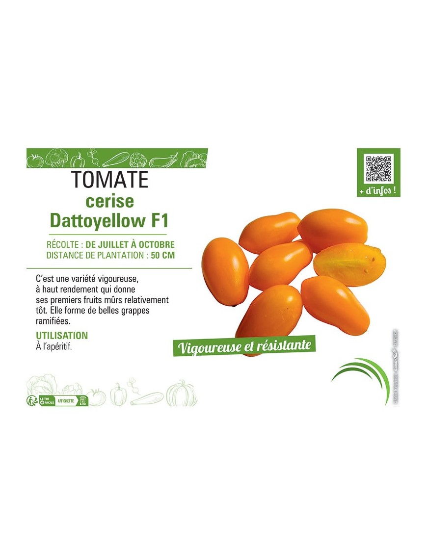 TOMATE CERISE DATTOYELLOW F1