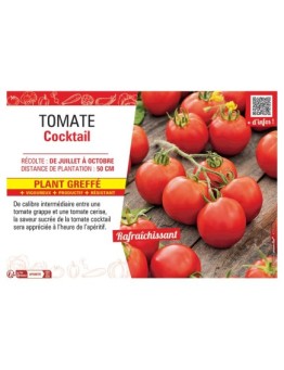TOMATE COCKTAIL Plant greffé