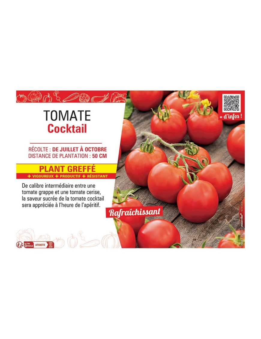 TOMATE COCKTAIL Plant greffé