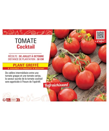 TOMATE COCKTAIL Plant greffé