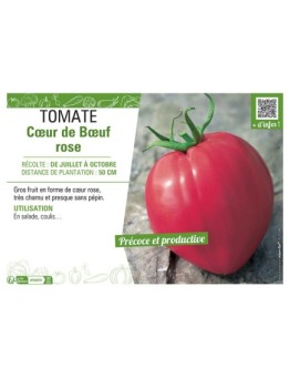 TOMATE CŒUR DE BŒUF ROSE
