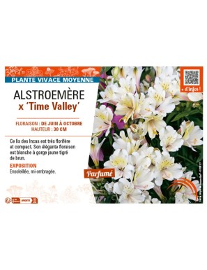 ALSTROEMÈRE X TIME VALLEY