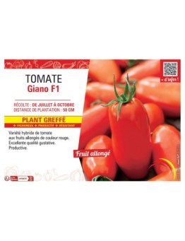 TOMATE GIANO F1 Plant greffé