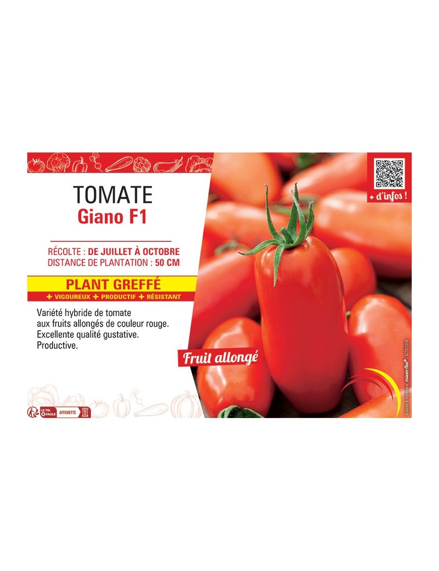 TOMATE GIANO F1 Plant greffé