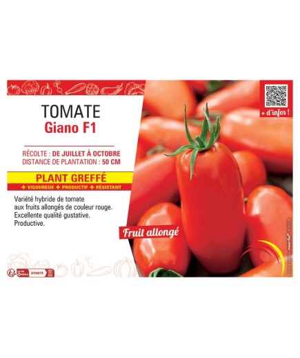TOMATE GIANO F1 Plant greffé