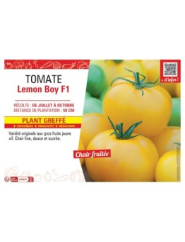 TOMATE LEMON BOY F1 Plant greffé