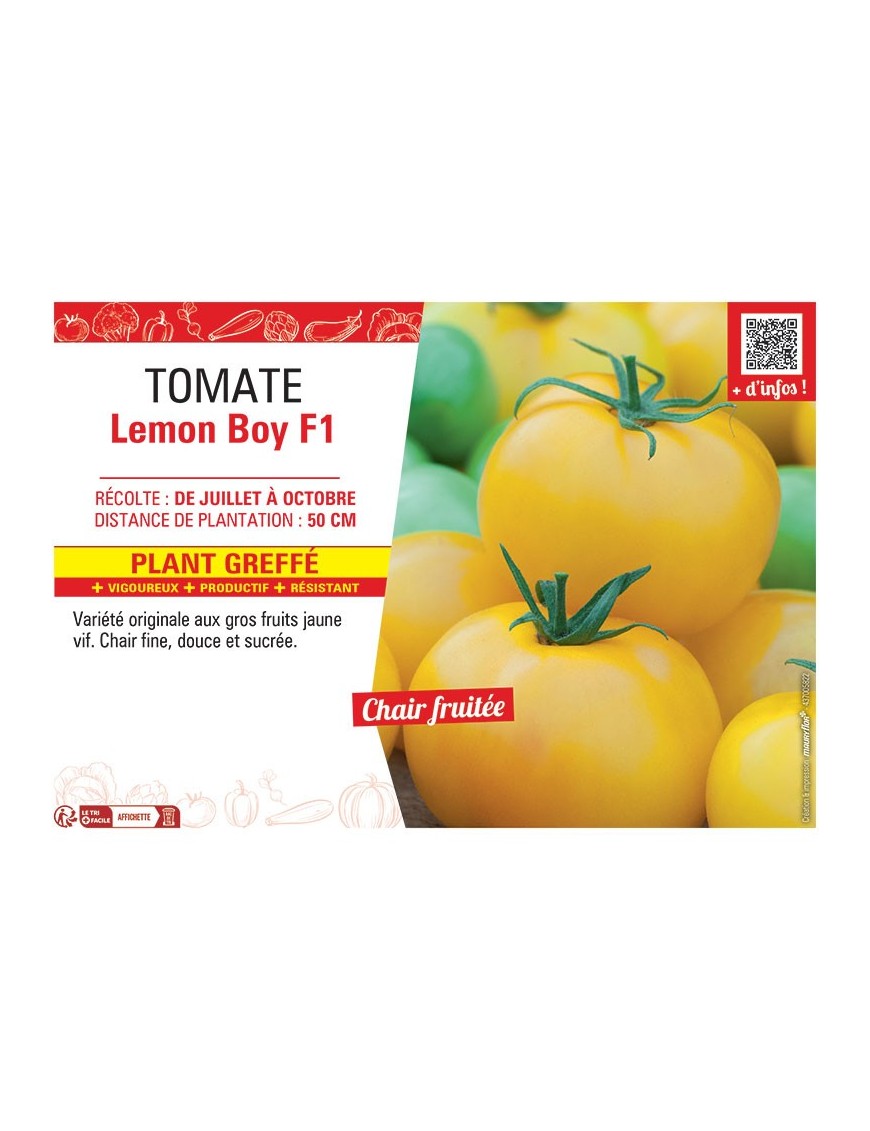TOMATE LEMON BOY F1 Plant greffé