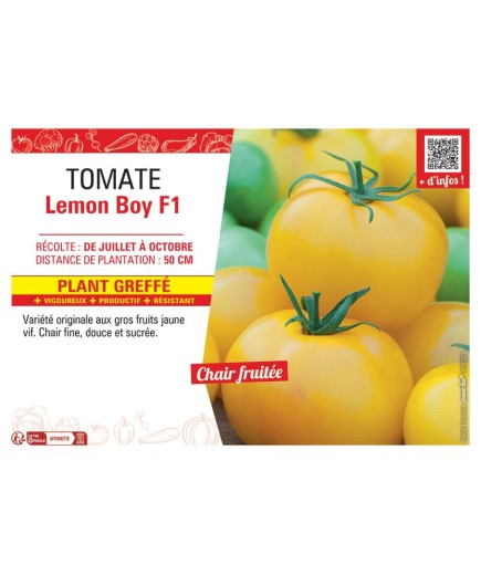 TOMATE LEMON BOY F1 Plant greffé