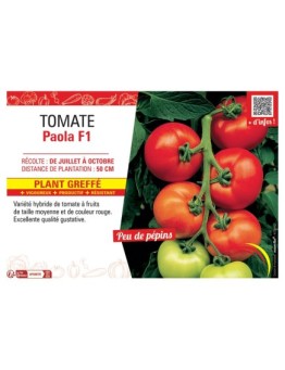 TOMATE PAOLA F1 Plant greffé