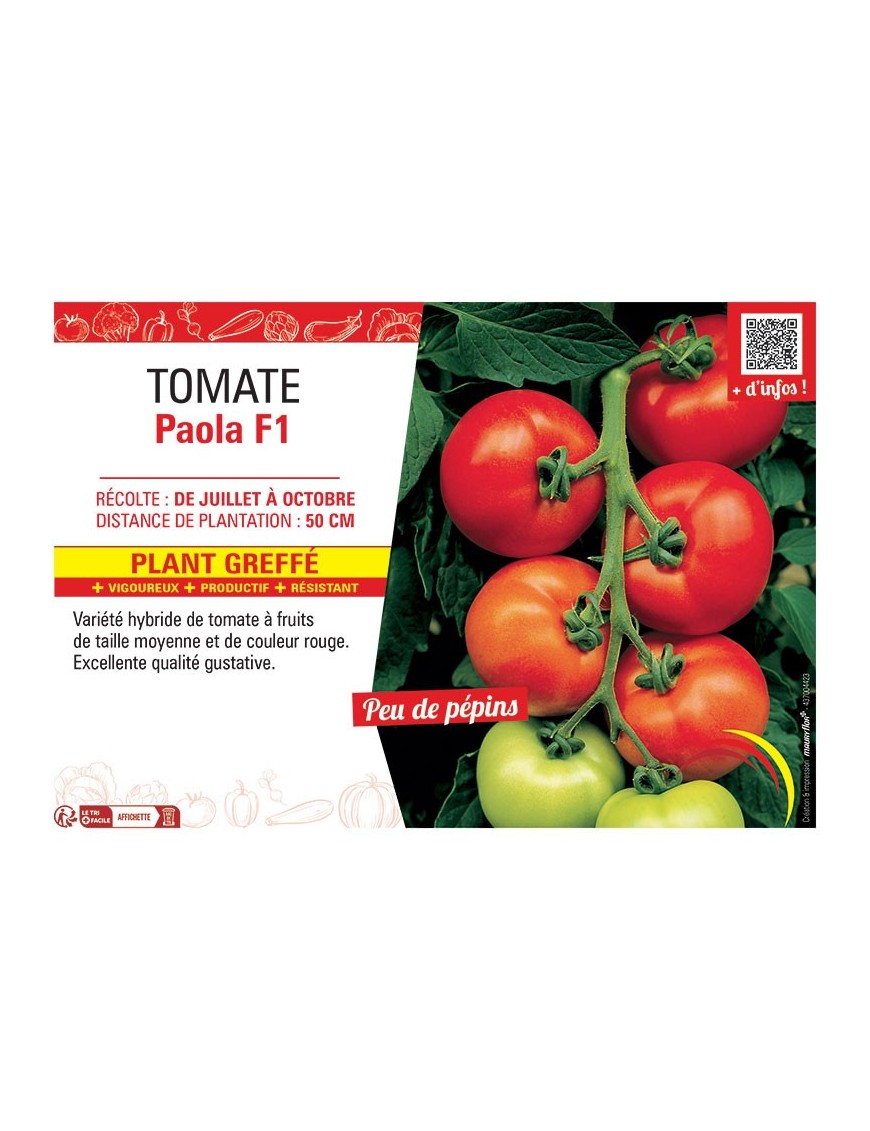 TOMATE PAOLA F1 Plant greffé