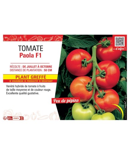 TOMATE PAOLA F1 Plant greffé