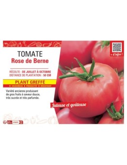 TOMATE ROSE DE BERNE Plant greffé