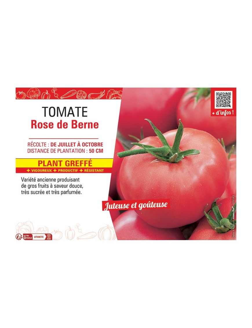 TOMATE ROSE DE BERNE Plant greffé