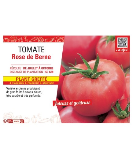 TOMATE ROSE DE BERNE Plant greffé