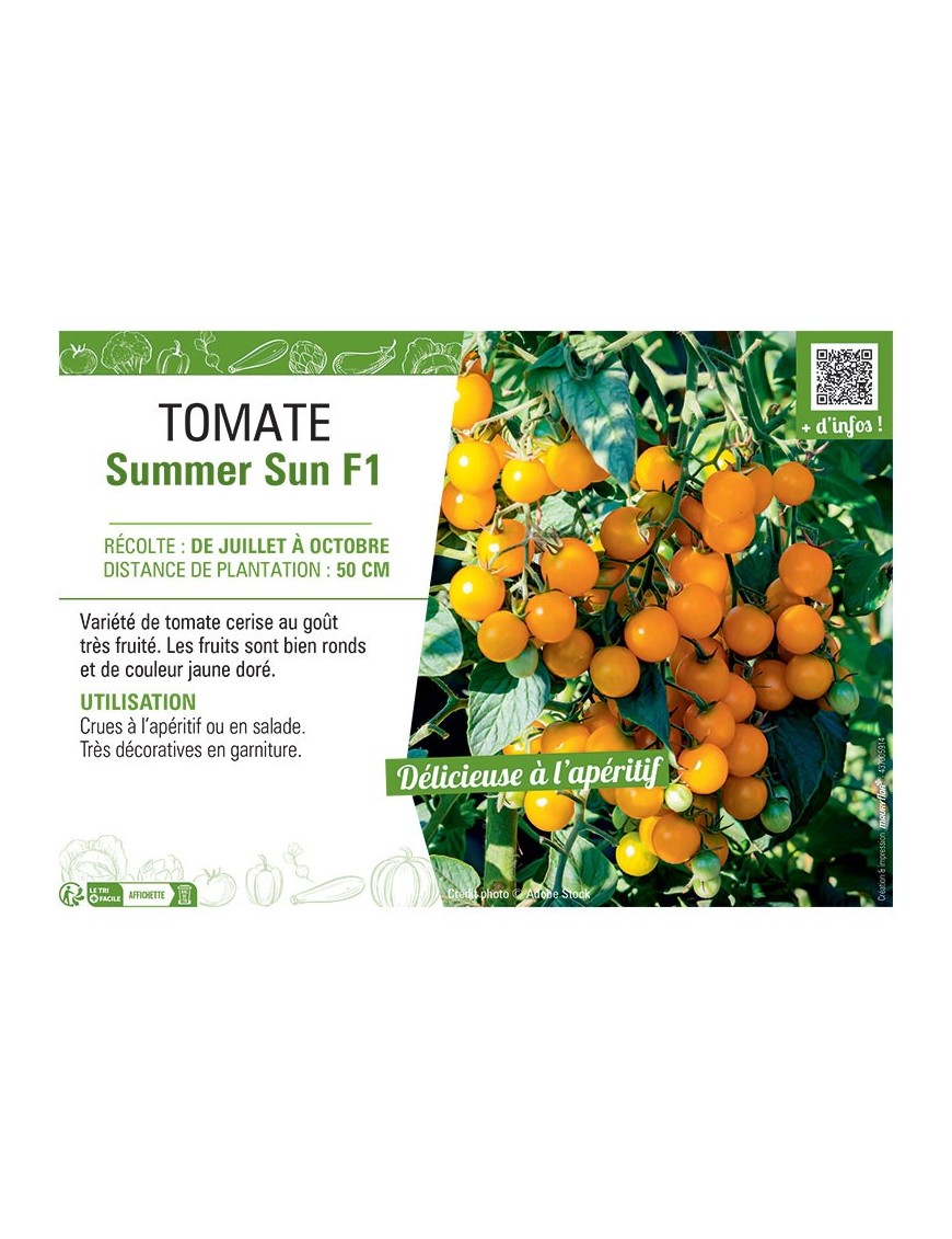 TOMATE SUMMER SUN F1