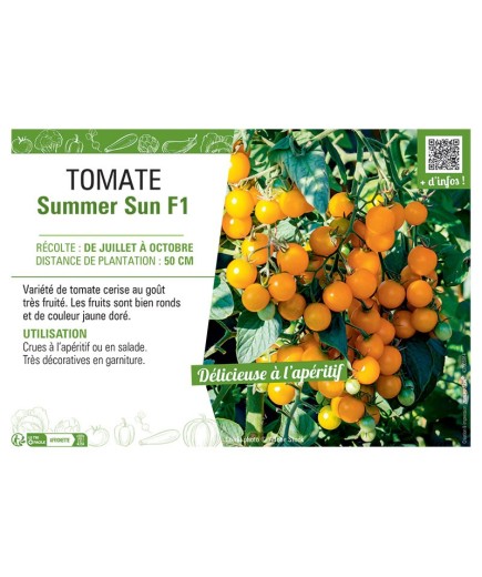 TOMATE SUMMER SUN F1