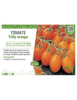TOMATE TRILLY ORANGE