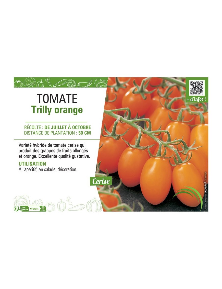 TOMATE TRILLY ORANGE