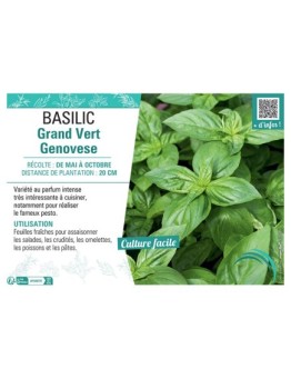 BASILIC GRAND VERT GENOVESE