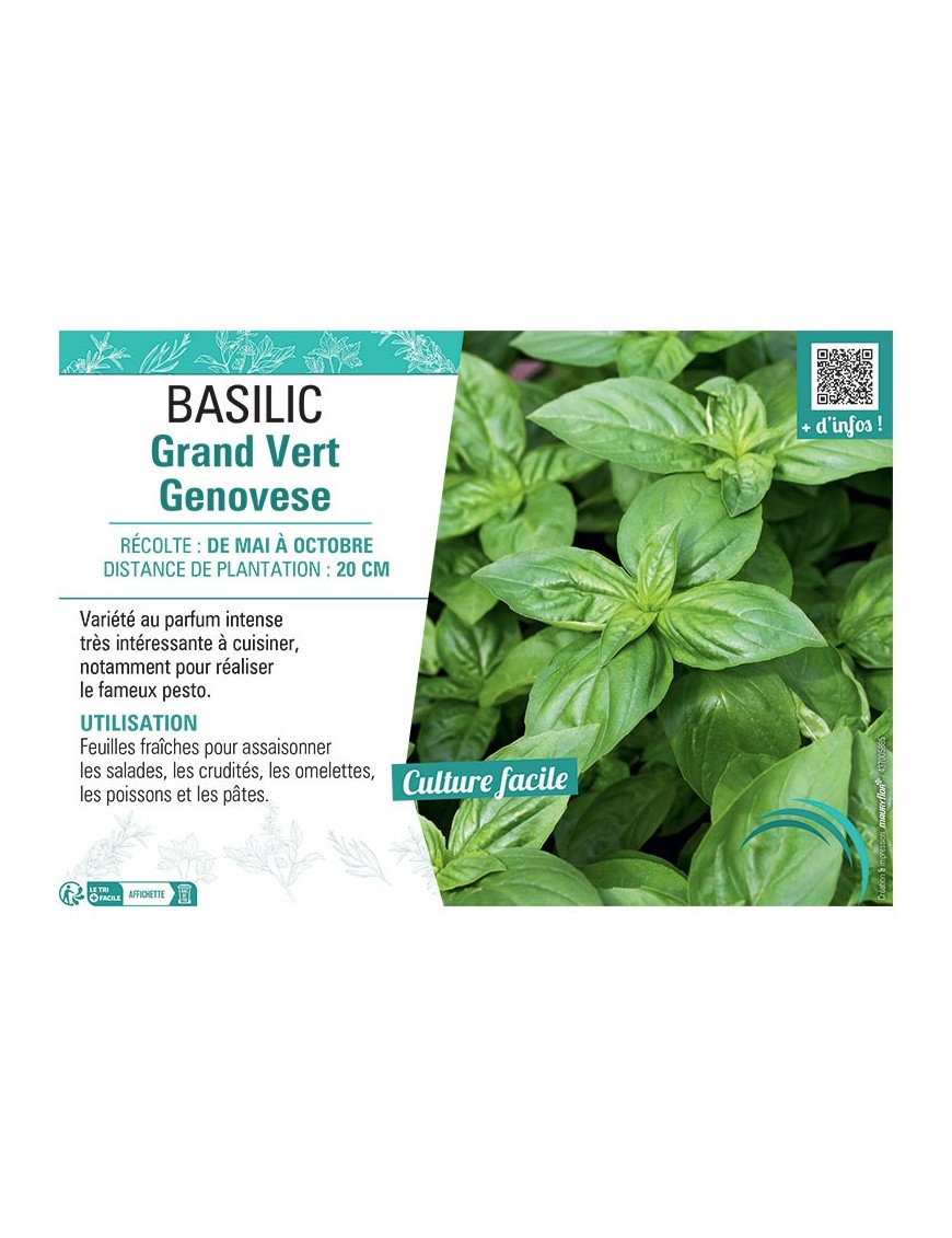 BASILIC GRAND VERT GENOVESE