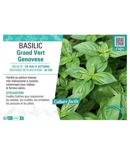BASILIC GRAND VERT GENOVESE