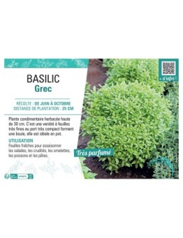 BASILIC GREC
