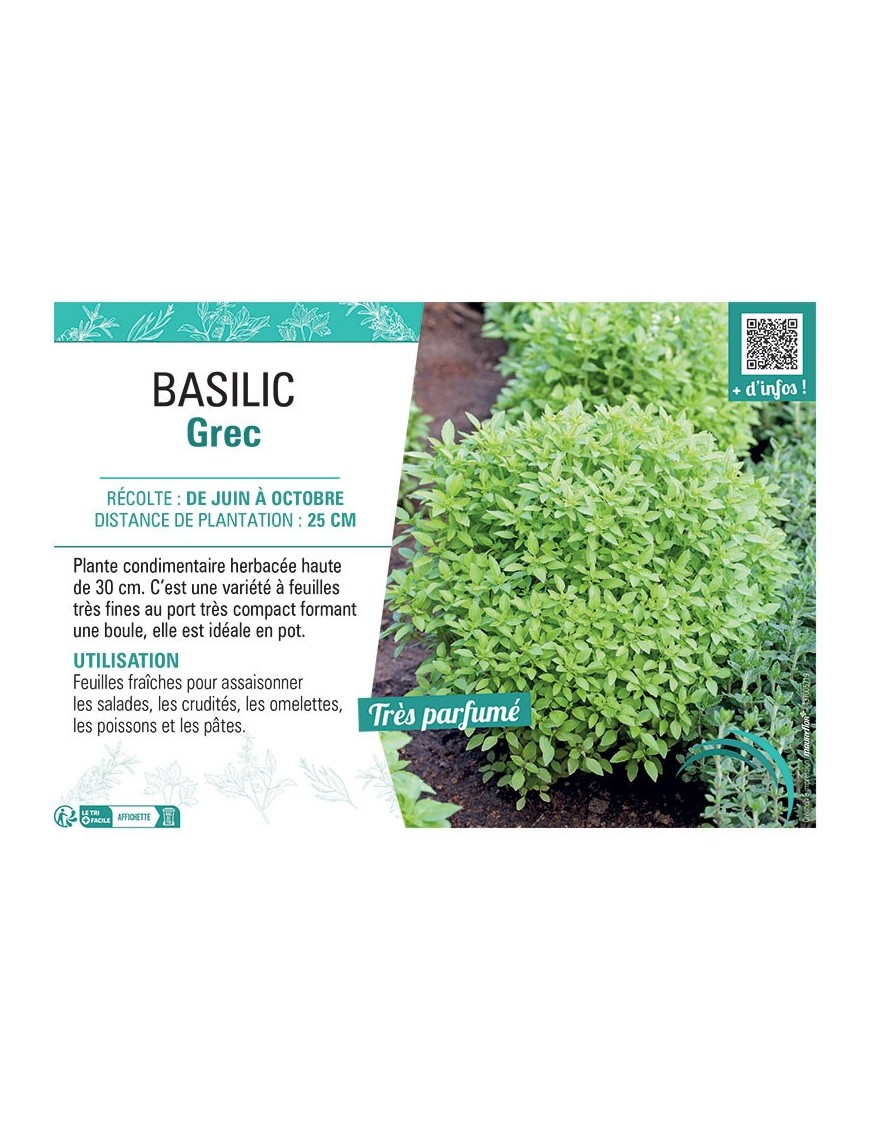 BASILIC GREC