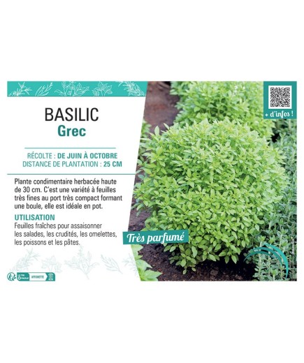 BASILIC GREC