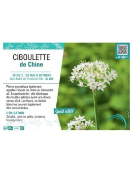 CIBOULETTE DE CHINE