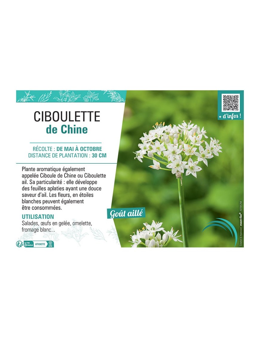 CIBOULETTE DE CHINE