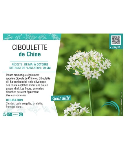CIBOULETTE DE CHINE