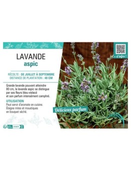 LAVANDE ASPIC