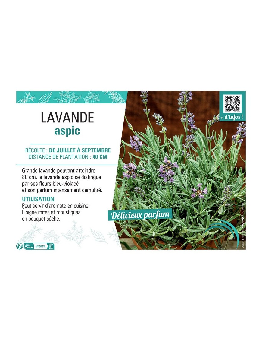 LAVANDE ASPIC