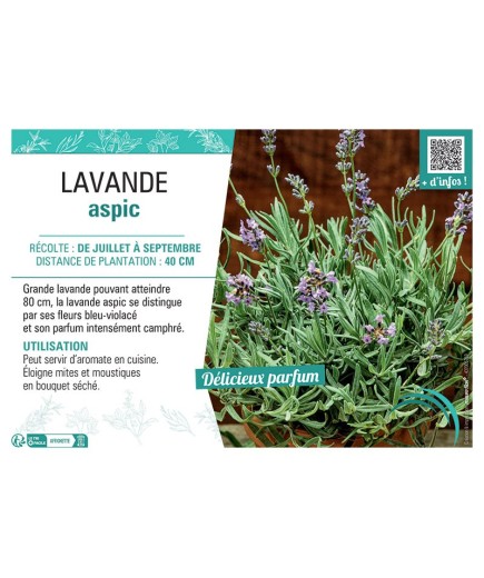 LAVANDE ASPIC