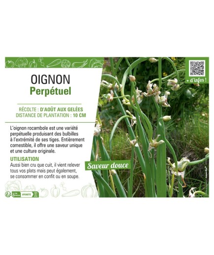 OIGNON PERPETUEL