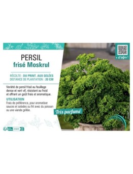 PERSIL FRISE MOSKRUL