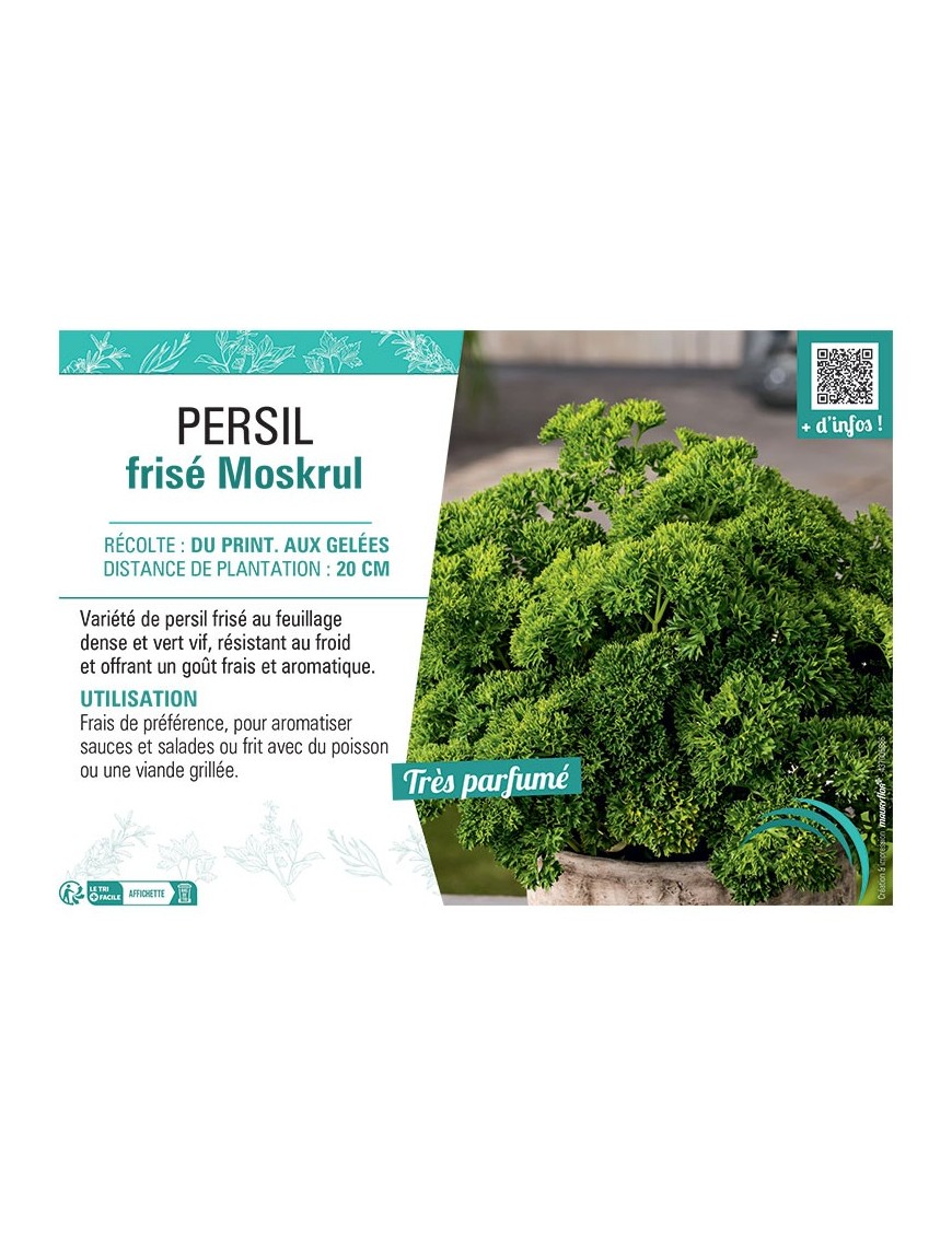 PERSIL FRISE MOSKRUL
