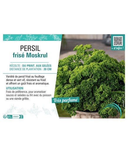 PERSIL FRISE MOSKRUL