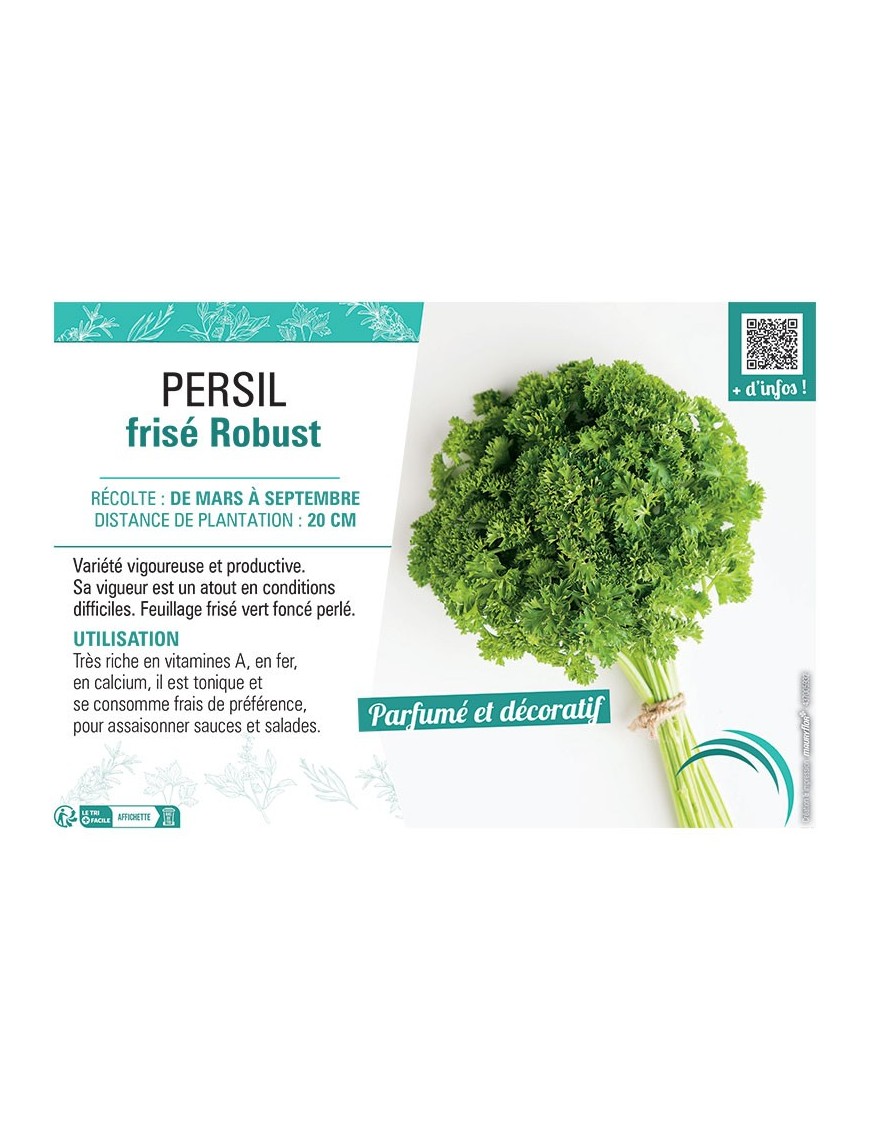 PERSIL FRISE ROBUST
