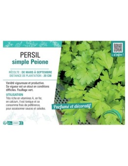 PERSIL SIMPLE PEIONE