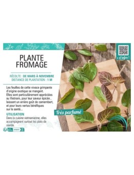 PLANTE FROMAGE