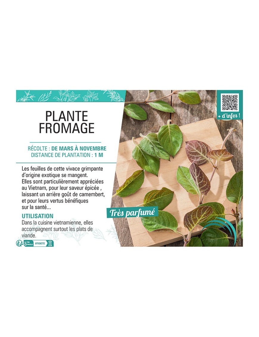 PLANTE FROMAGE