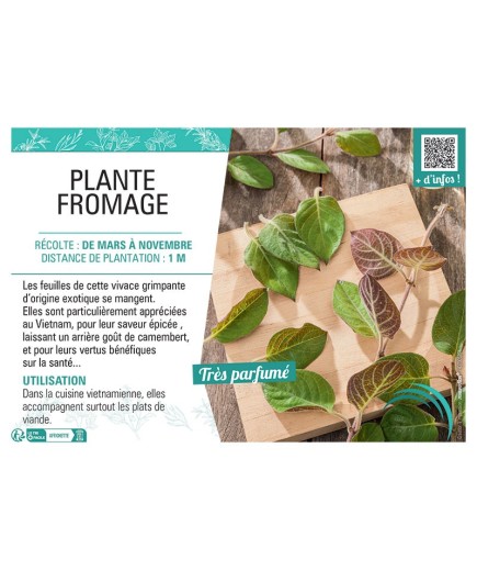 PLANTE FROMAGE