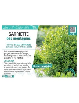 SARRIETTE DES MONTAGNES