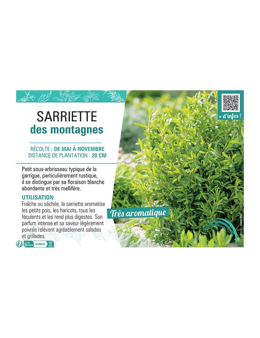 SARRIETTE DES MONTAGNES